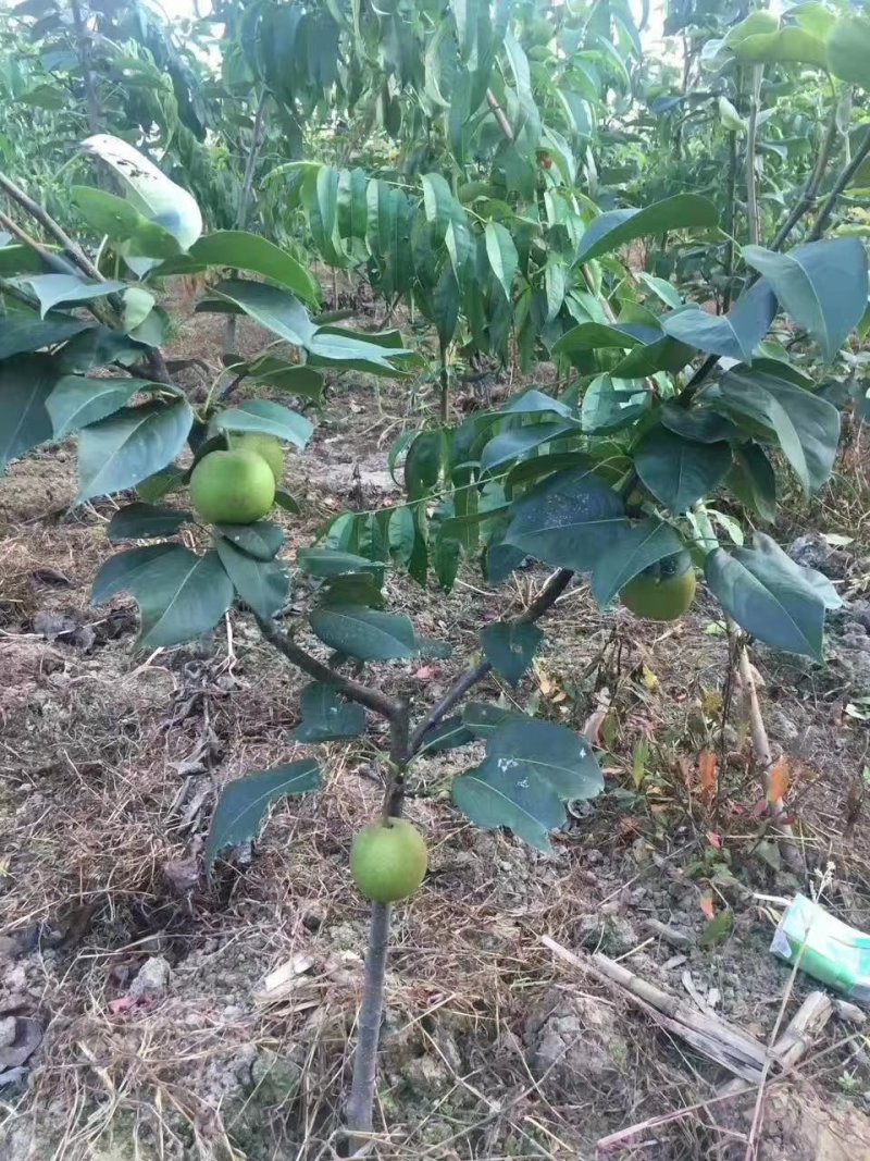 黄金梨树苗0.8cm50~80cm