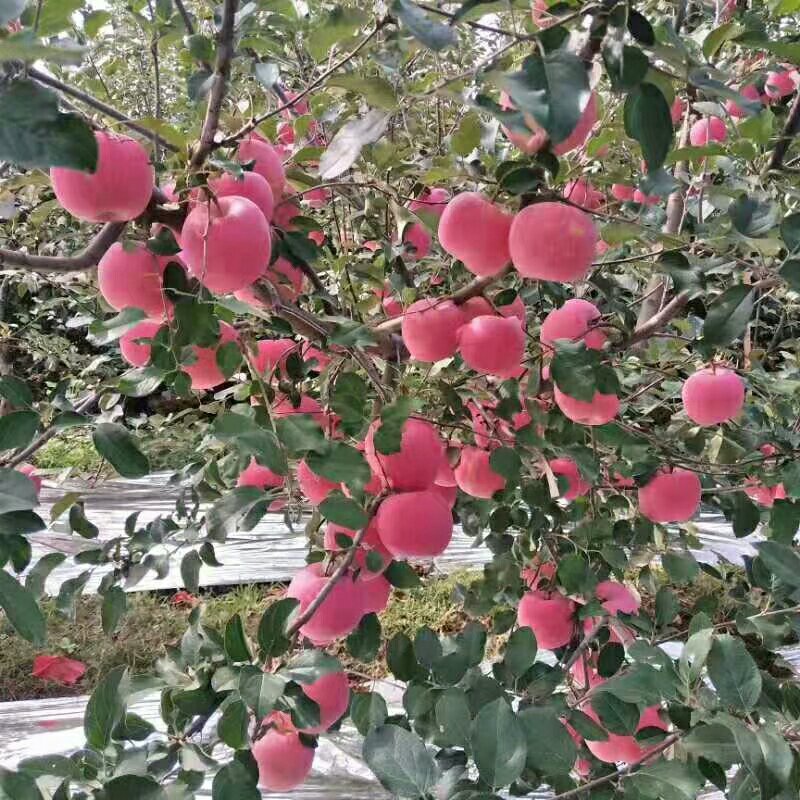 烟台红富士苹果，烟富八