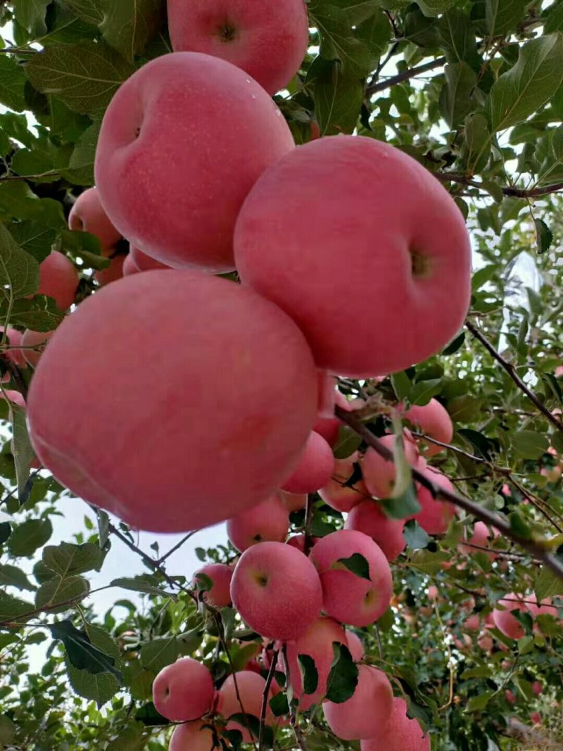 烟台红富士苹果，烟富八