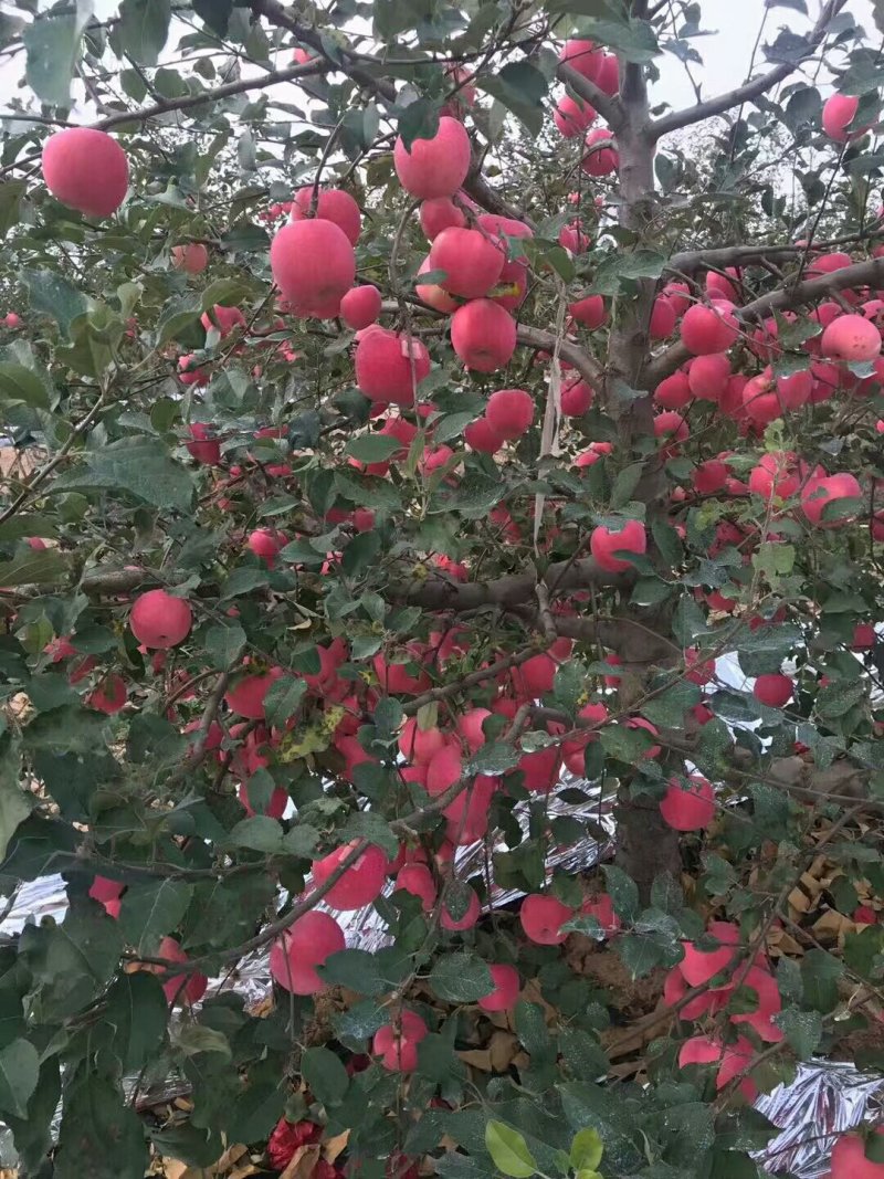 烟台红富士苹果，烟富八