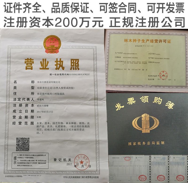 纯甜黄金百香果苗芭乐味巴西金霸脱毒嫁接苗高产抗病毒