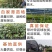 纯甜黄金百香果苗芭乐味巴西金霸脱毒嫁接苗高产抗病毒
