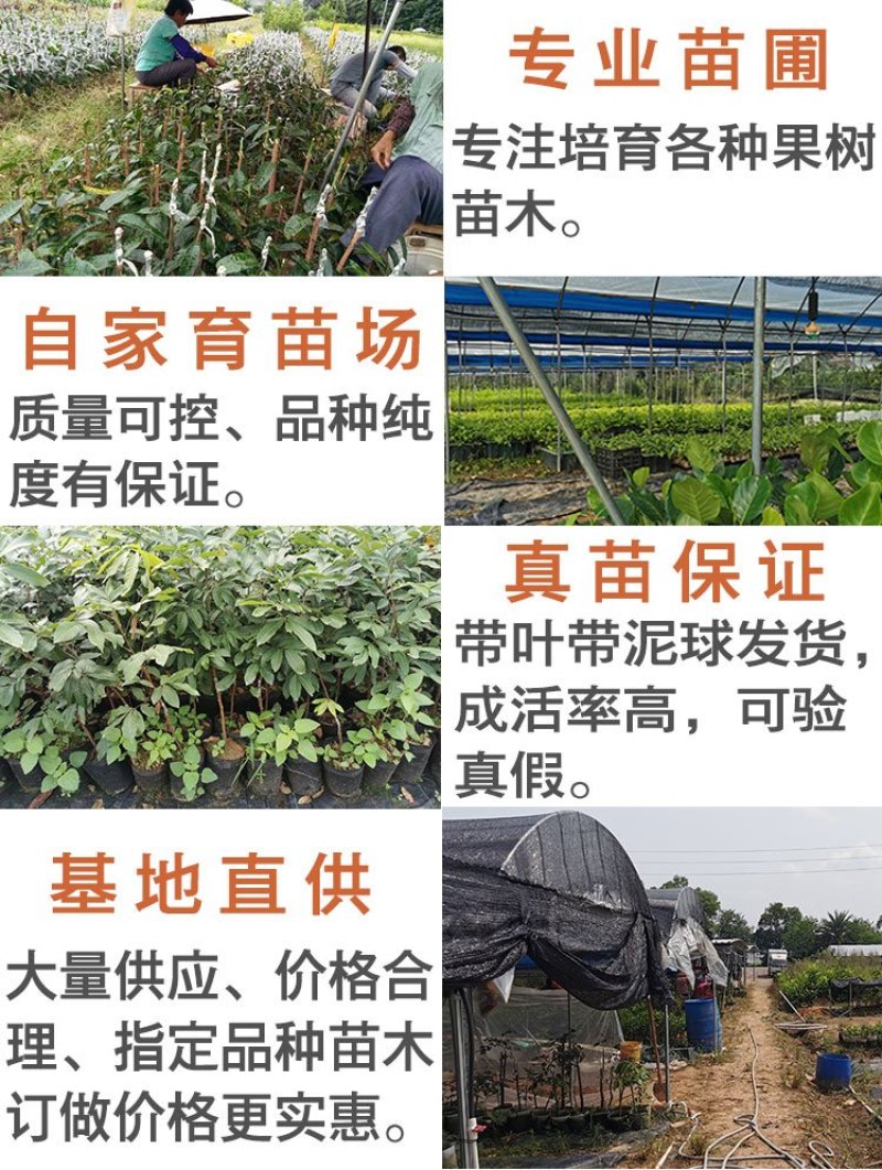 纯甜黄金百香果苗芭乐味巴西金霸脱毒嫁接苗高产抗病毒