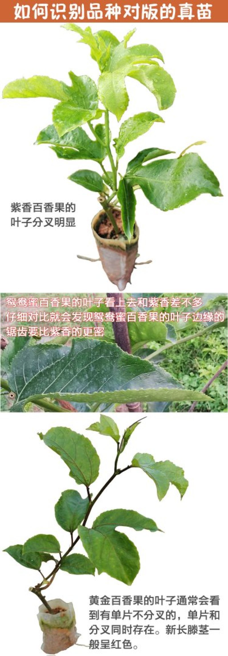 纯甜黄金百香果苗芭乐味巴西金霸脱毒嫁接苗高产抗病毒