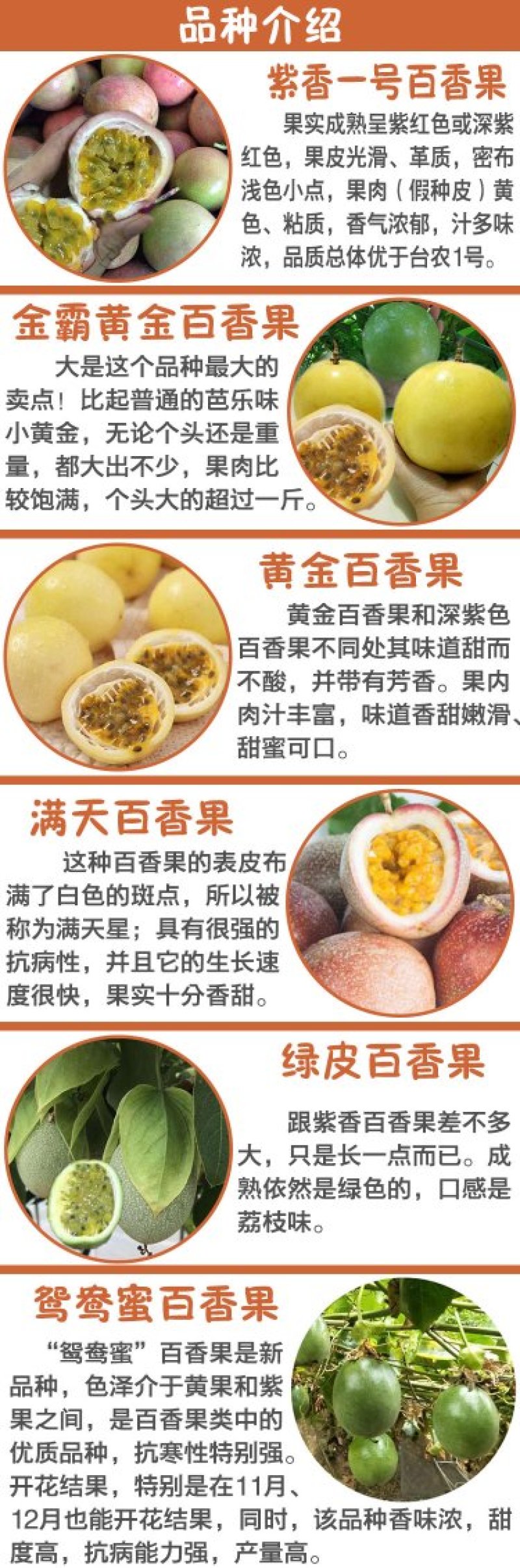纯甜黄金百香果苗芭乐味巴西金霸脱毒嫁接苗高产抗病毒