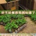 纯甜黄金百香果苗芭乐味巴西金霸脱毒嫁接苗高产抗病毒