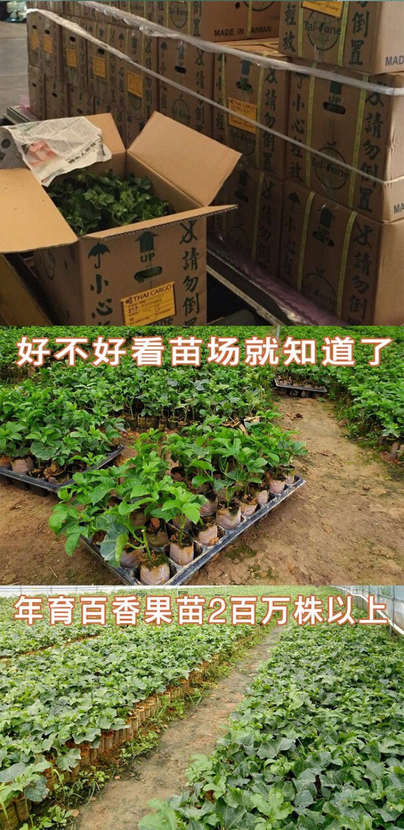 纯甜黄金百香果苗芭乐味巴西金霸脱毒嫁接苗高产抗病毒