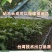 纯甜黄金百香果苗芭乐味巴西金霸脱毒嫁接苗高产抗病毒