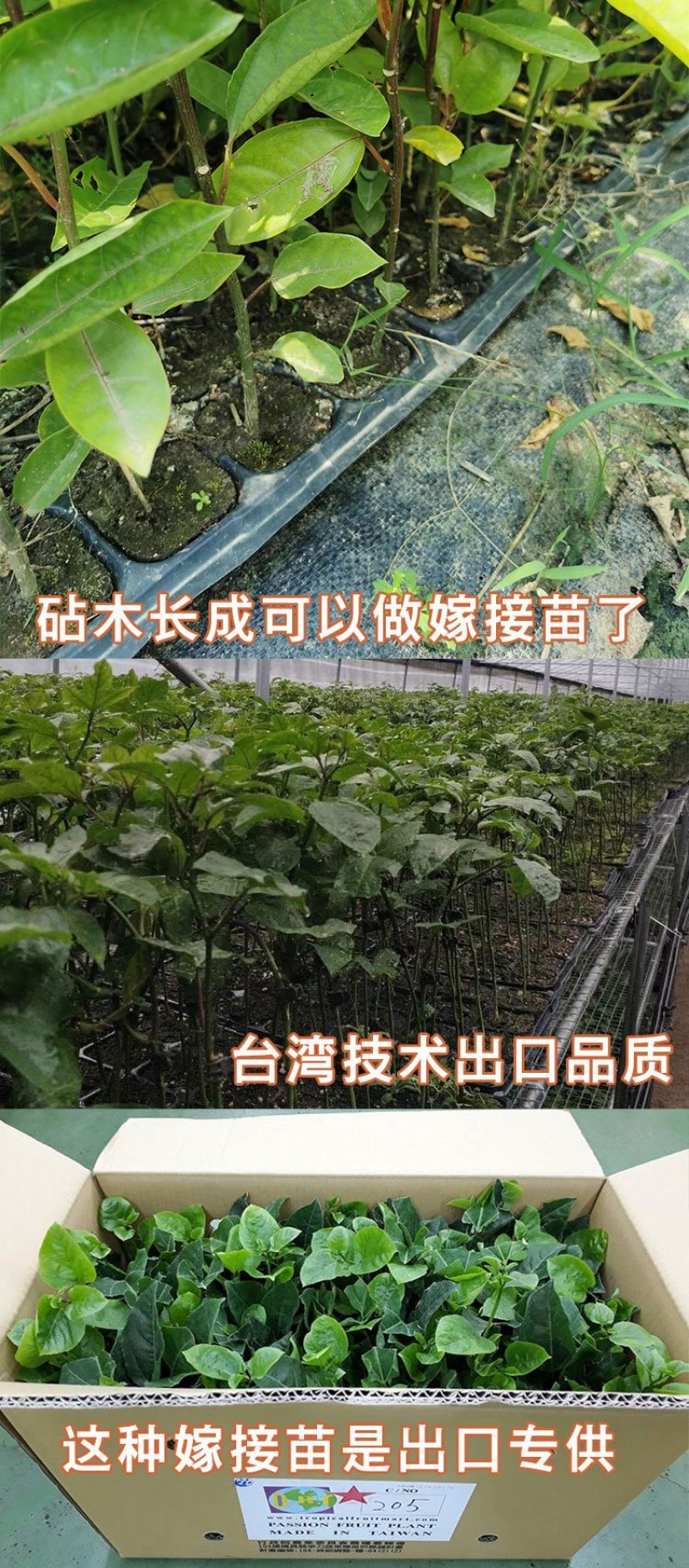 纯甜黄金百香果苗芭乐味巴西金霸脱毒嫁接苗高产抗病毒