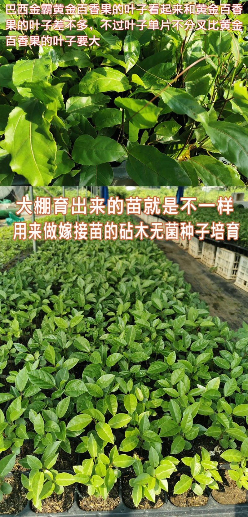 纯甜黄金百香果苗芭乐味巴西金霸脱毒嫁接苗高产抗病毒