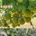 纯甜黄金百香果苗芭乐味巴西金霸脱毒嫁接苗高产抗病毒