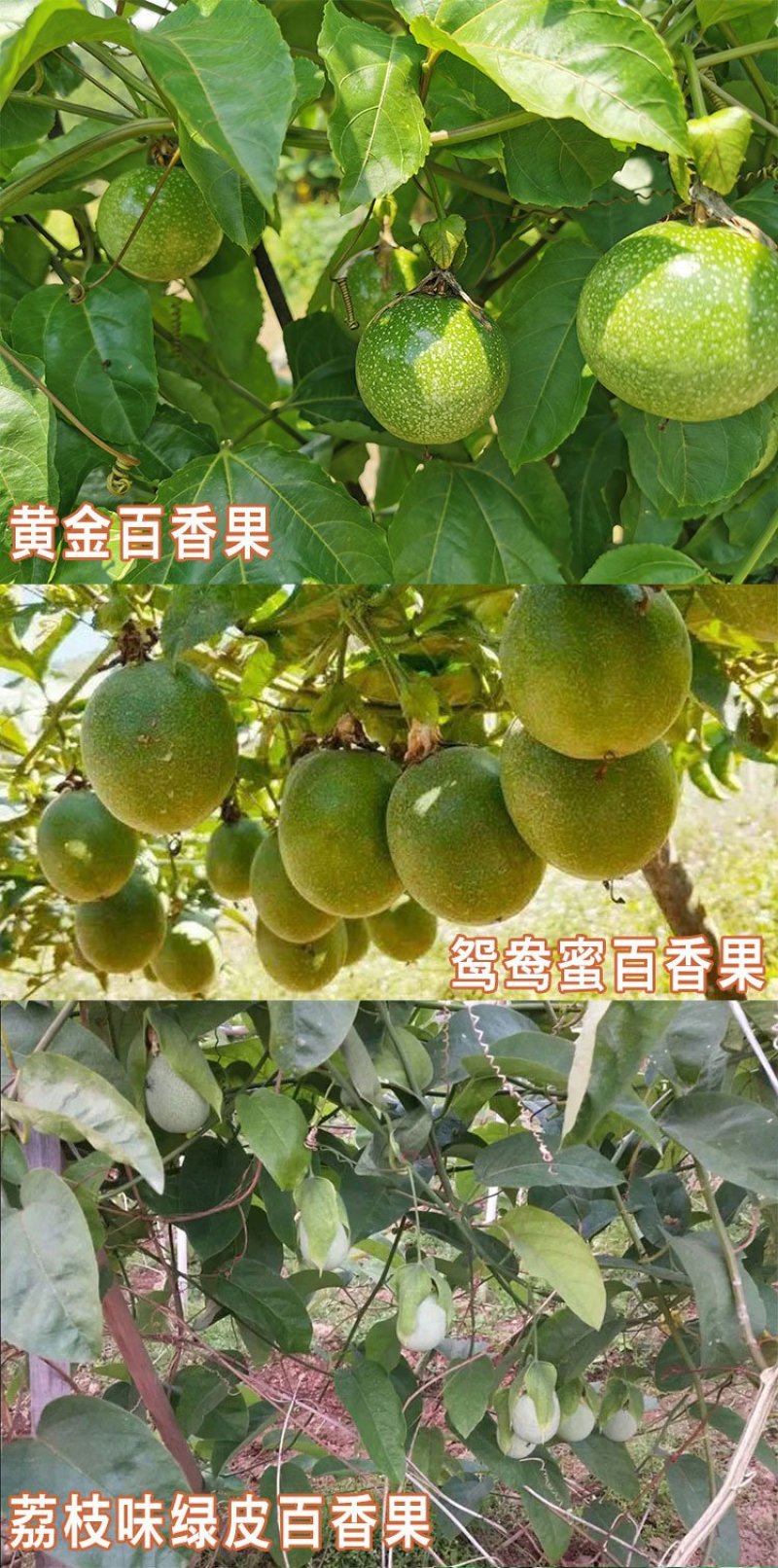 纯甜黄金百香果苗芭乐味巴西金霸脱毒嫁接苗高产抗病毒