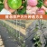 纯甜黄金百香果苗芭乐味巴西金霸脱毒嫁接苗高产抗病毒