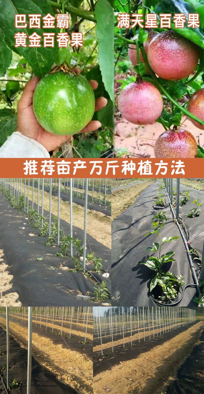 纯甜黄金百香果苗芭乐味巴西金霸脱毒嫁接苗高产抗病毒