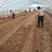 商薯19农科院脱毒原种薯苗品种纯正免费经验解答