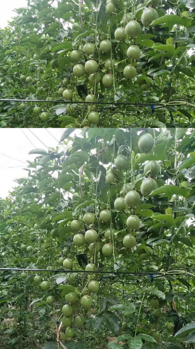 纯甜黄金百香果苗芭乐味巴西金霸脱毒嫁接苗高产抗病毒