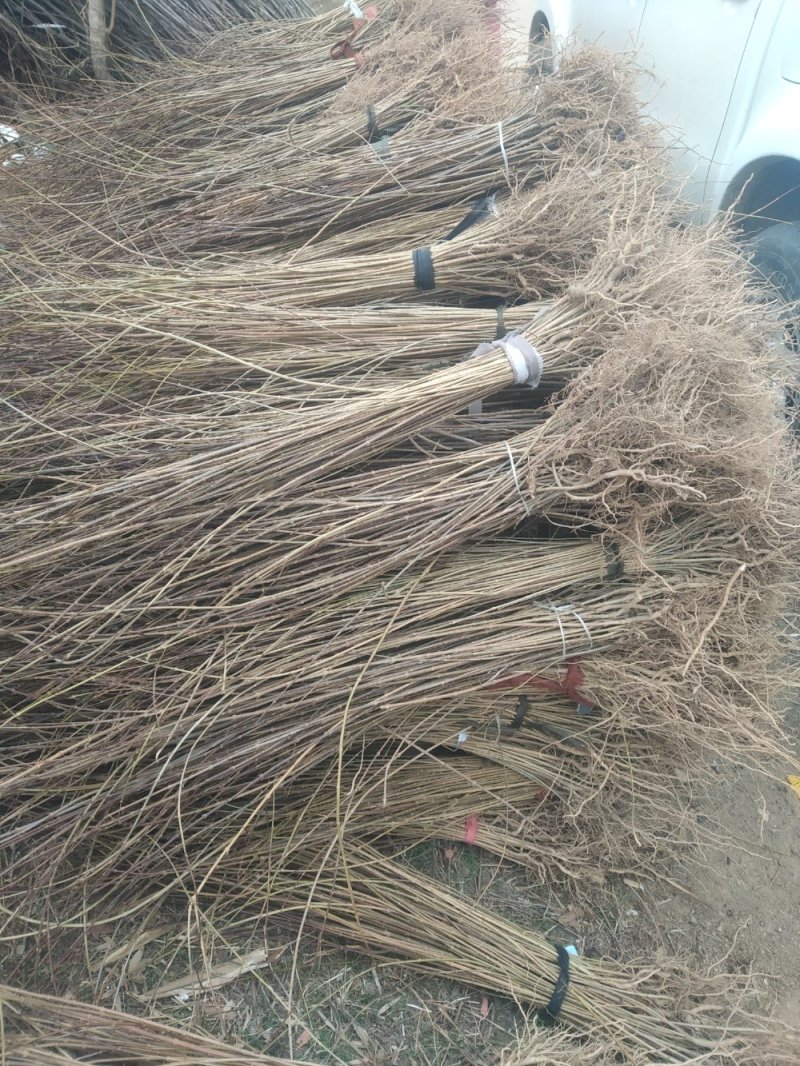 连翘苗药用连翘苗高产连翘河南连翘山西连翘大果连翘连翘