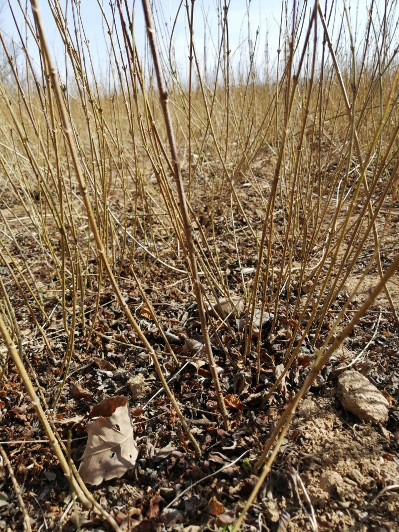 连翘苗药用连翘苗高产连翘河南连翘山西连翘大果连翘连翘
