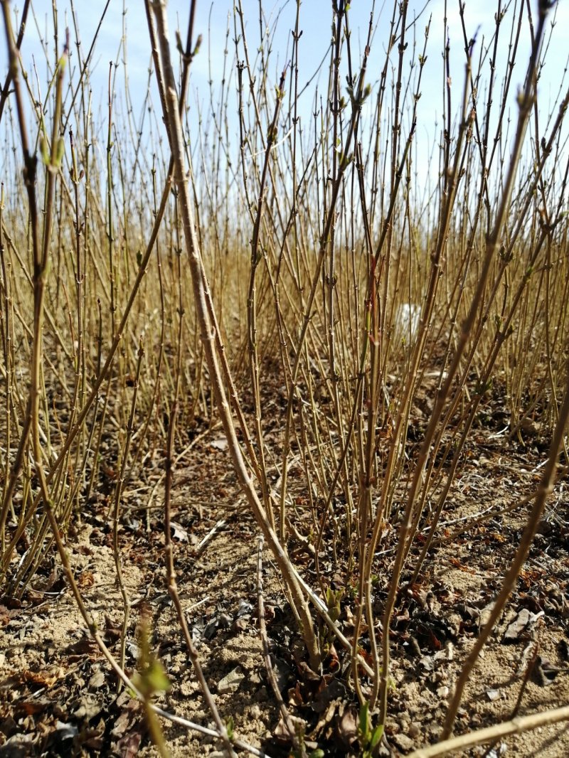 连翘苗药用连翘苗高产连翘河南连翘山西连翘大果连翘连翘