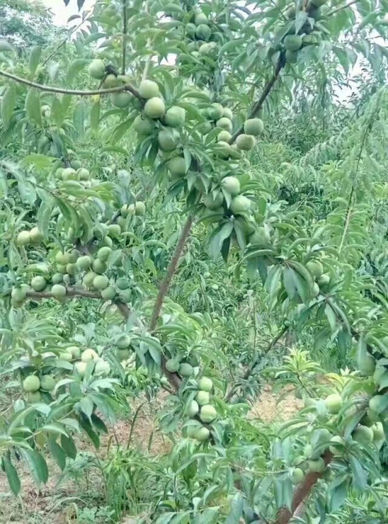 青脆李苗