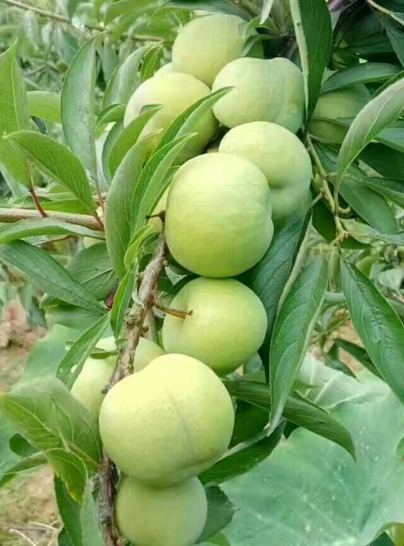 青脆李苗