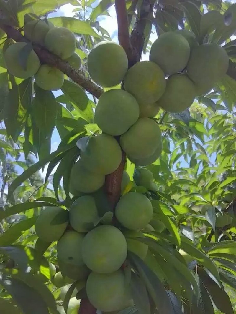 青脆李苗