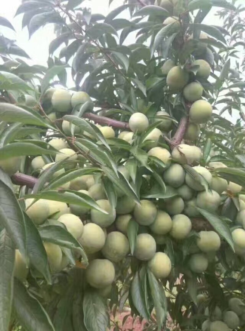 青脆李苗
