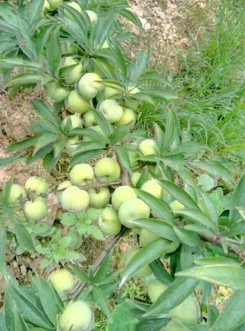 青脆李苗