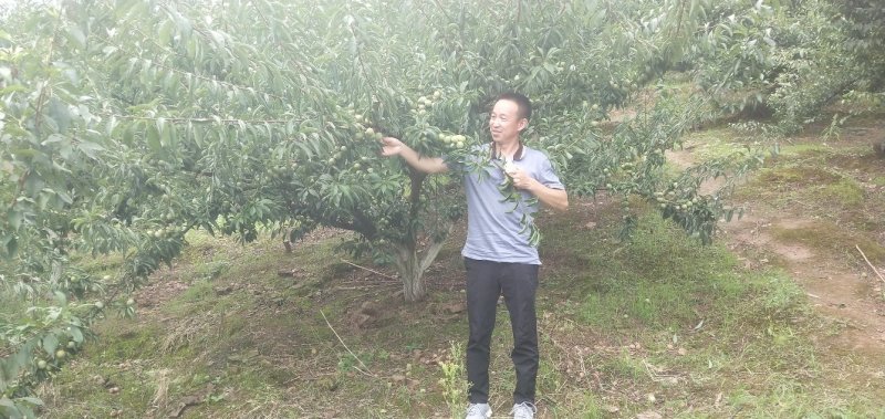 青脆李苗