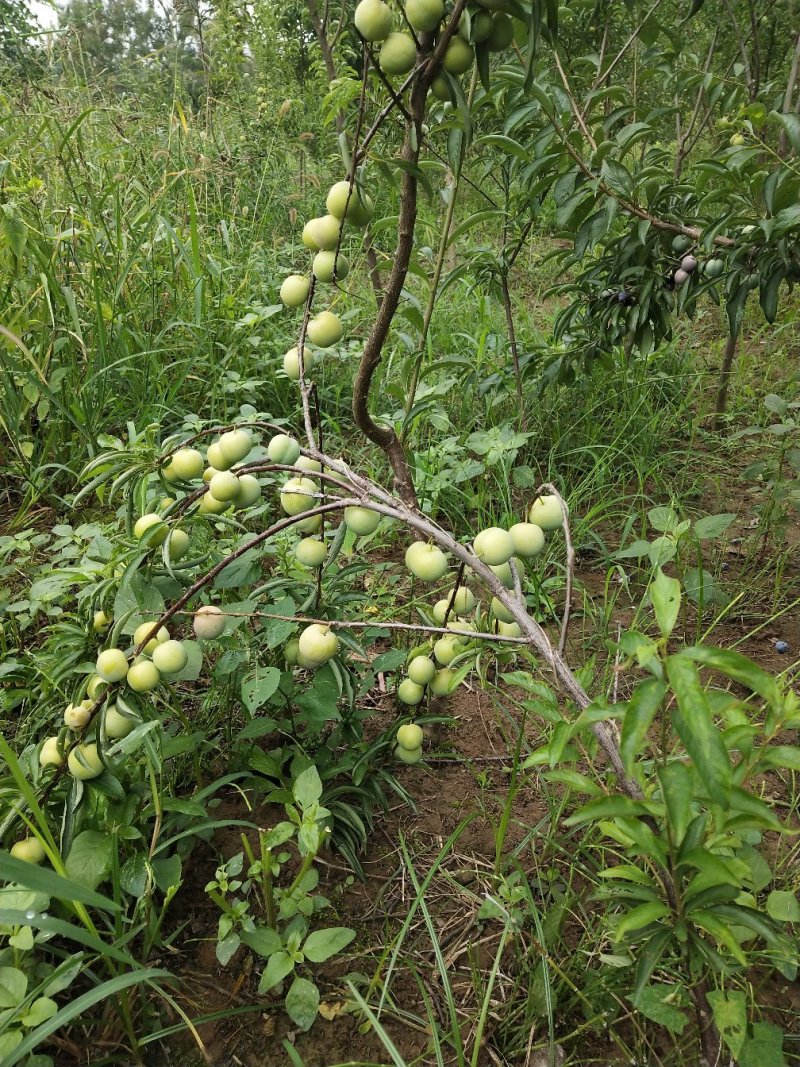 青脆李苗