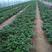 脱毒徐薯32红薯苗种苗，专业育苗基地包成活，专业指导