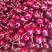 红灯笼樱桃苗玛瑙红、乌克兰樱桃苗