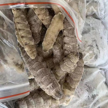 虾爬肉，皮皮虾肉，爬虾肉，虾爬肉生冻虾爬肉，熟冻皮皮虾肉