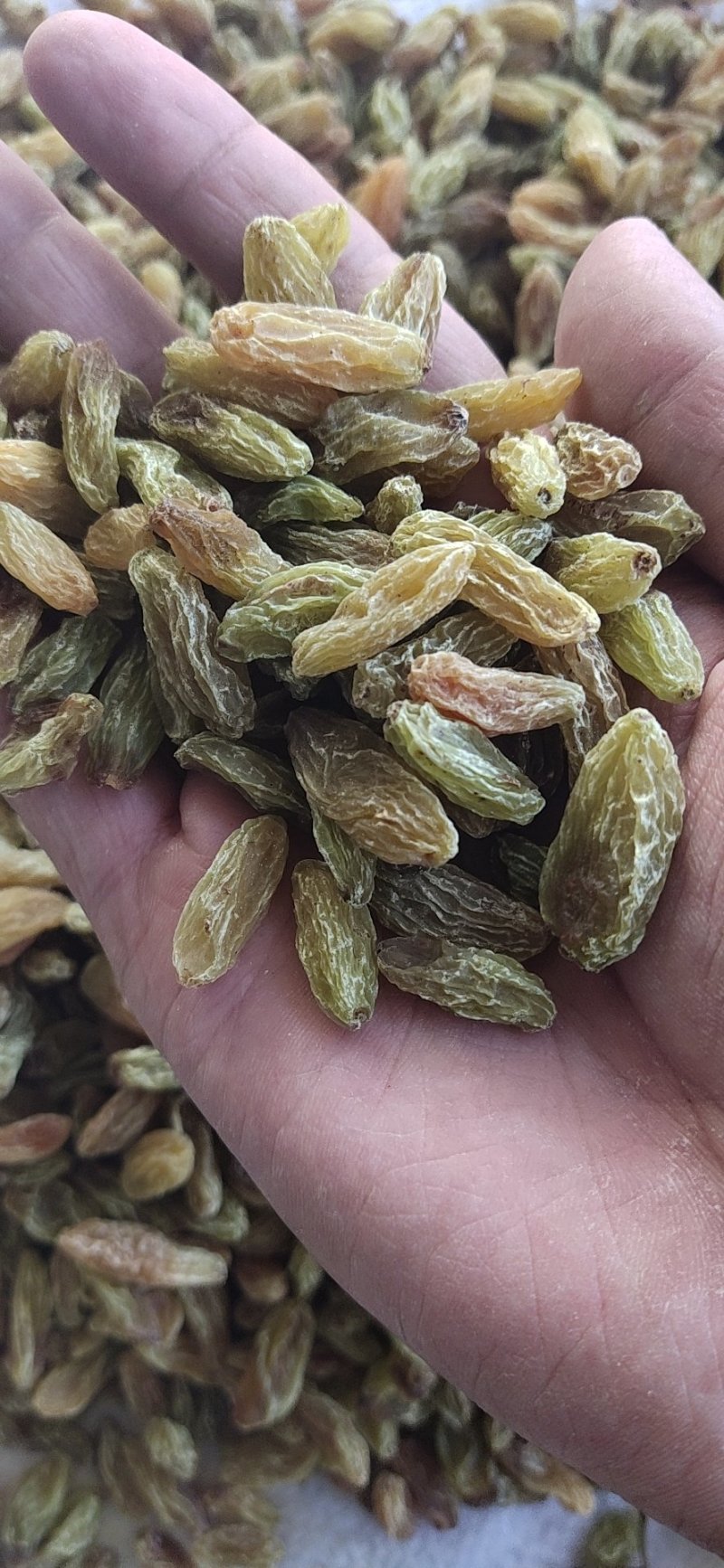 葡萄干产地直发绿宝石，树上黄绿葡萄干，