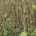 杜仲苗