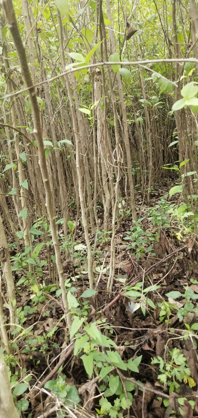 杜仲苗