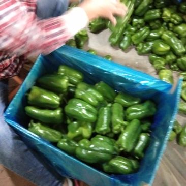 【推荐】精品圆椒大量上市货源稳定，品质保证，欢迎选购