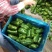 【推荐】精品圆椒大量上市货源稳定，品质保证，欢迎选购