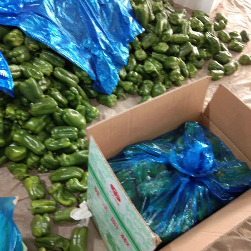【推荐】精品圆椒大量上市货源稳定，品质保证，欢迎选购