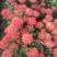 1346062开封菊花4320