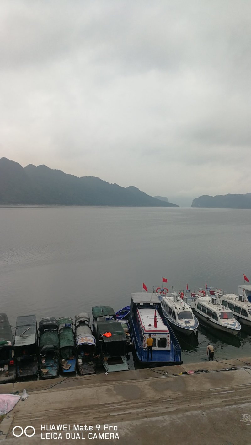 乌江野生翘嘴鱼