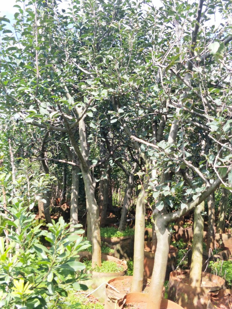 苹果树苗8-12公分美植袋苗树形较好