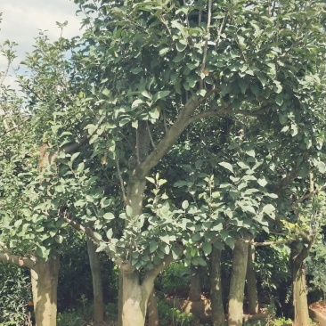 苹果树苗8-12公分美植袋苗树形较好