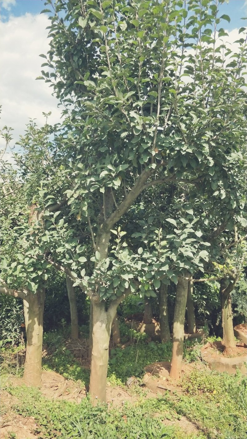 苹果树苗8-12公分美植袋苗树形较好