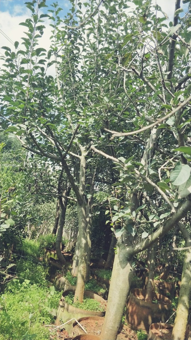 苹果树苗8-12公分美植袋苗树形较好