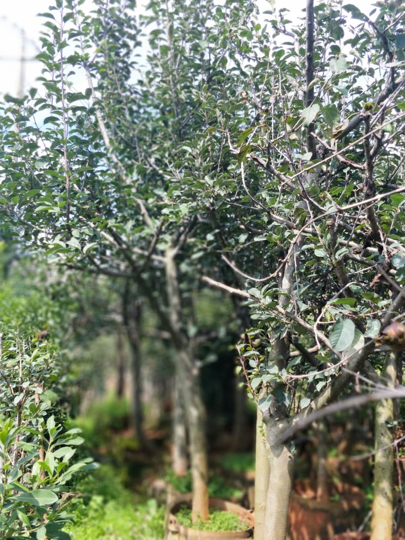 苹果树苗8-12公分美植袋苗树形较好