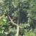 苹果树苗8-12公分美植袋苗树形较好