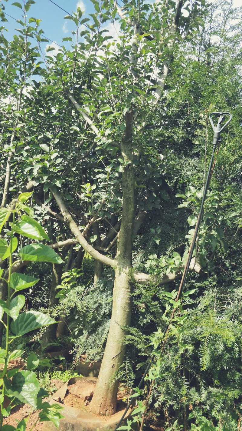 苹果树苗8-12公分美植袋苗树形较好