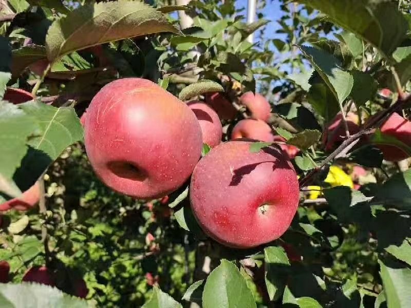 苹果树苗8-12公分美植袋苗树形较好