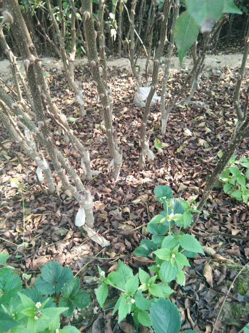 【花椒苗】无刺花椒苗无刺大红袍花椒苗嫁接无刺花椒苗包品种